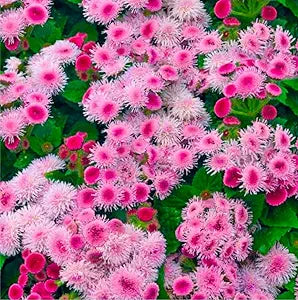 Floss blume samen for soft, colorful blooms