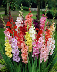 mehrjährig Gladiole Blumensamen zur Aussaat ideal Rabatten Traditionssorte & ohne Gentechnik Samen Hausgarten