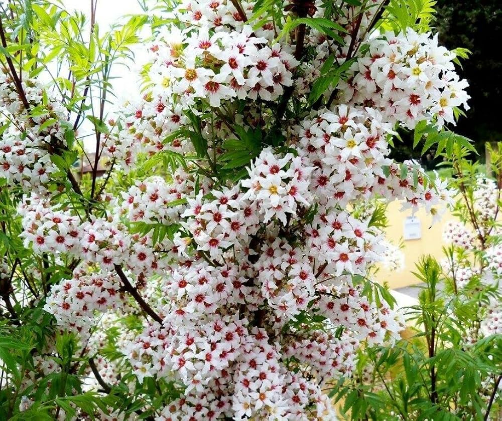 Xanthoceras Sorbifolium Blumensamen zur Aussaat Schnitt Blume beliebt Traditionssorte & ohne Gentechnik Samen Hausgarten