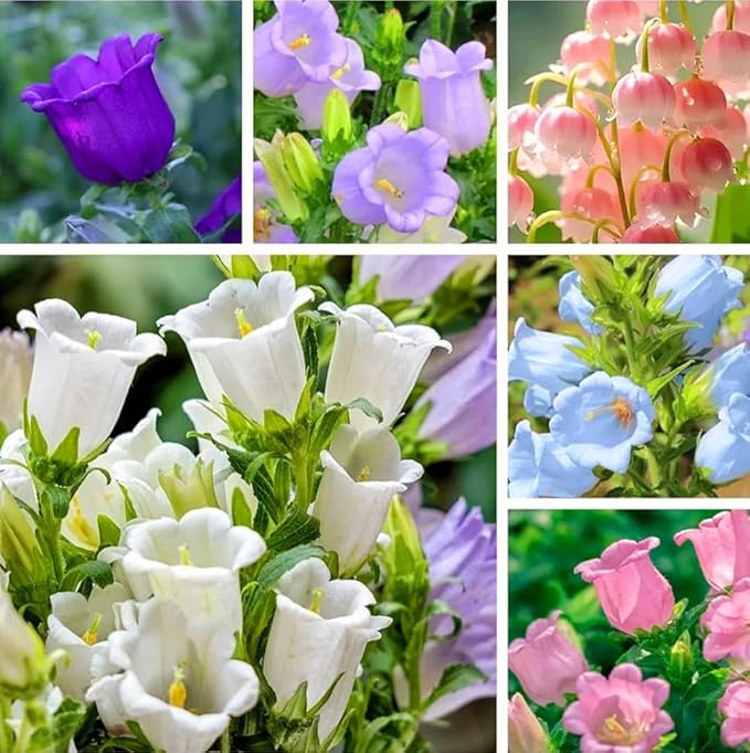 Campanula Canterbury gefüllt Weiß Bell Samen Graceful Weiß Blumen