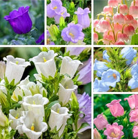 Pure Weiß Traditionssorte Campanula "Canterbury Bells" Samen elegant Weiß Bells