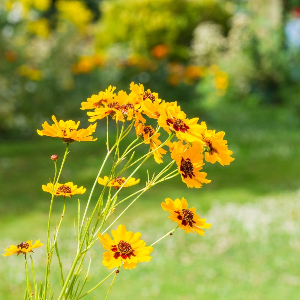 Coreopsis high mix wildflower samen for vibrant summer gardens