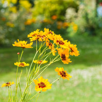 Coreopsis high mix wildflower samen for vibrant summer gardens