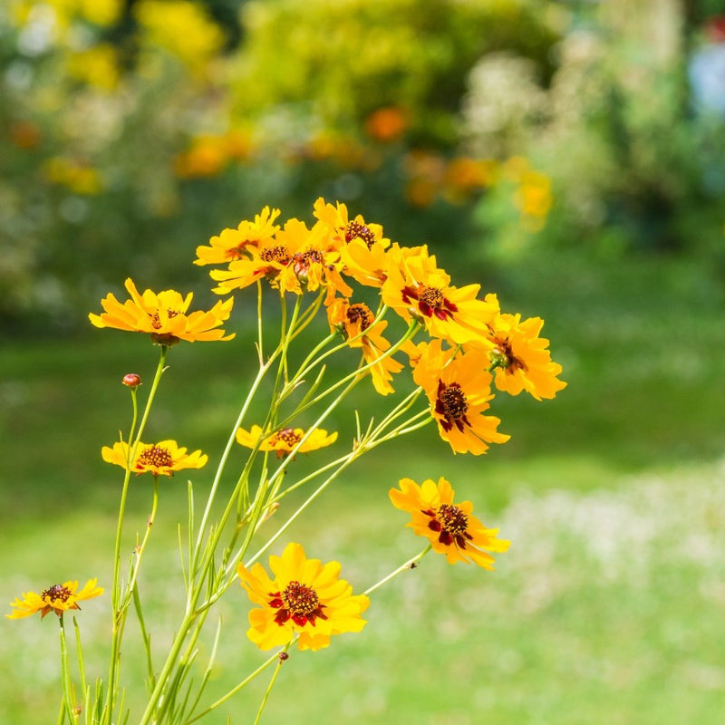 Coreopsis high mix wildflower samen for vibrant summer gardens