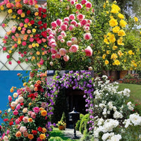 mehrfarbig kletternd Rose Blumensamen zur Aussaat Garten beliebt Traditionssorte & ohne Gentechnik Samen Hausgarten