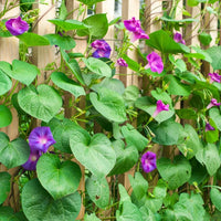 Morning Glory Samen zur Aussaat Ipomoea Purpurea trellis Garten balcony fence