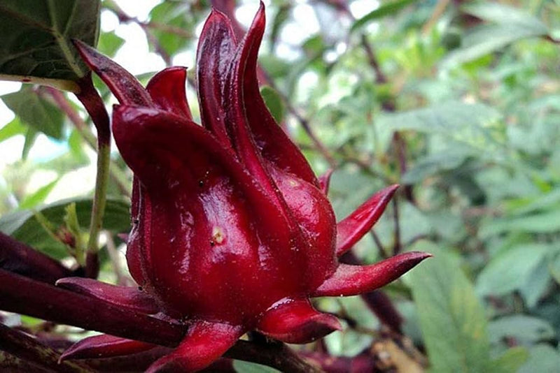 Roselle hibiscus sabdariffa for anpflanzung in edible garten