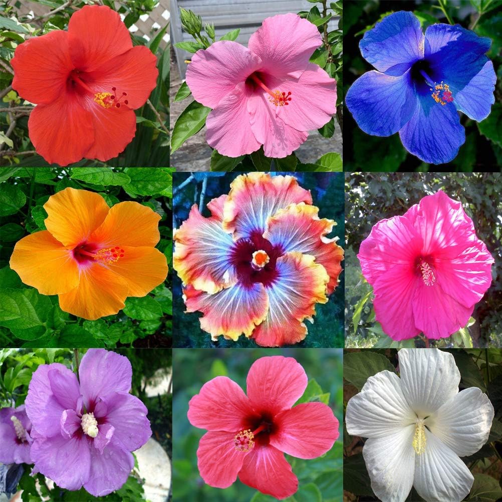 Hibiscus mixed blume samen for anpflanzung - pollinator friendly, heirloom & gmo free samen for home garten
 
 sale samen for anpflanzung in home garten