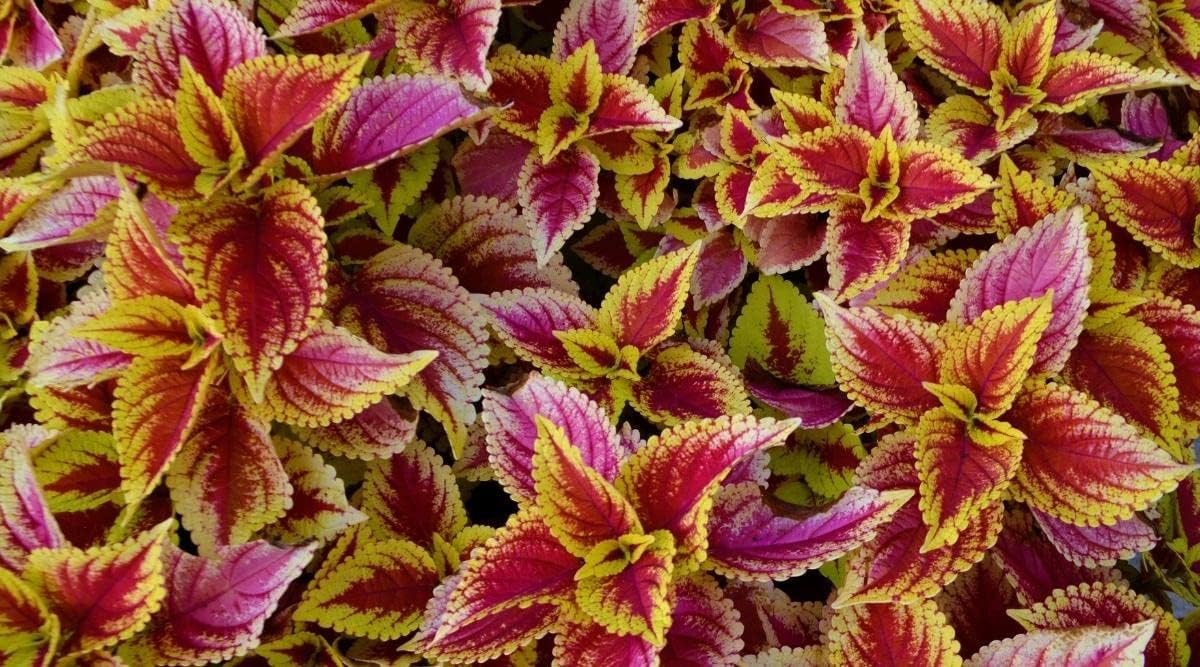 Light gelb & rosa coleus blume samen for anpflanzung - cut blume favorite, heirloom & gmo free samen for home garten
 
 sale samen for anpflanzung in home garten