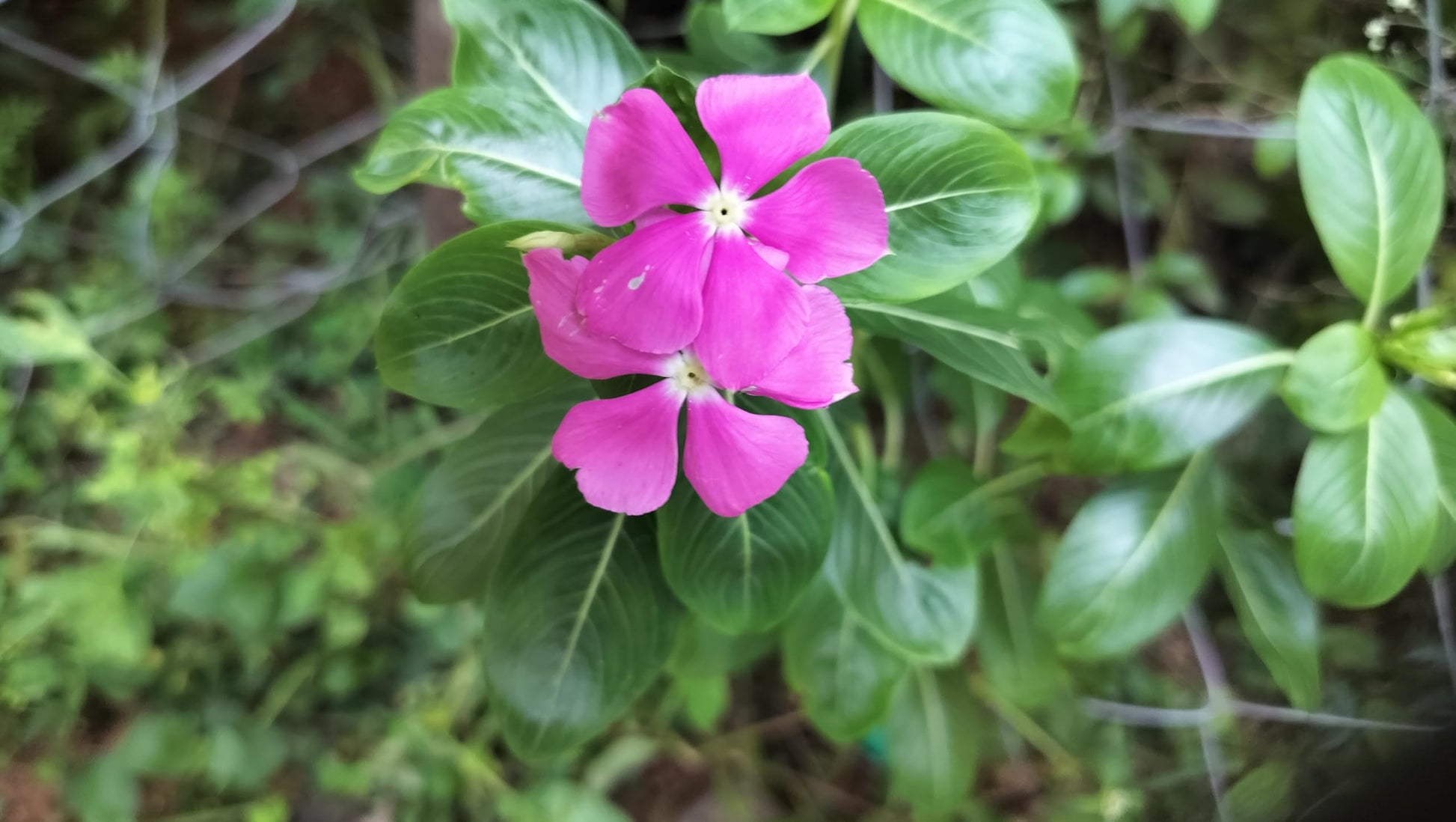 Catharanthus Blumensamen zur Aussaat – Landhaus Garten wichtig – Traditionssorte & ohne Gentechnik Samen Hausgarten