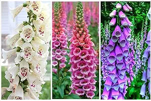 Digitalis Foxglove Blume Mischung Samen Foxglove Blüten