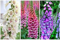 Digitalis Foxglove Blume Mischung Samen Foxglove Blüten