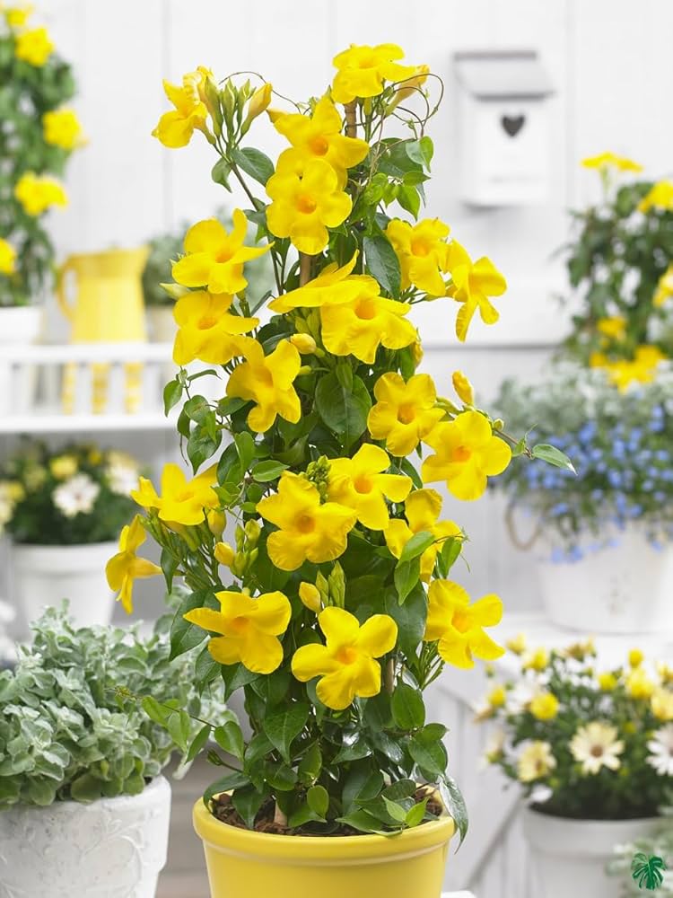 Gelb Mandevilla Blumensamen zur Aussaat – Landhaus Garten wichtig Traditionssorte & ohne Gentechnik Samen
