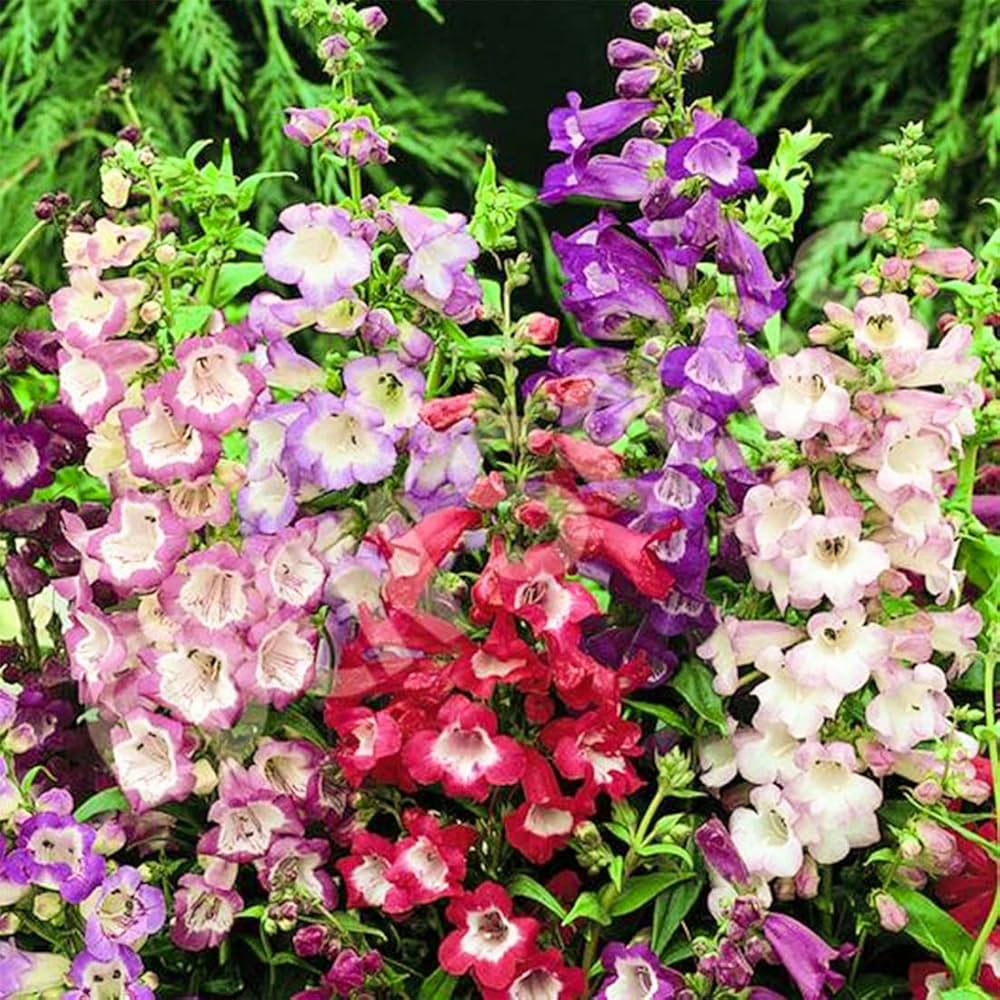 Penstemon Beard Tongue Gemischt Blumensamen