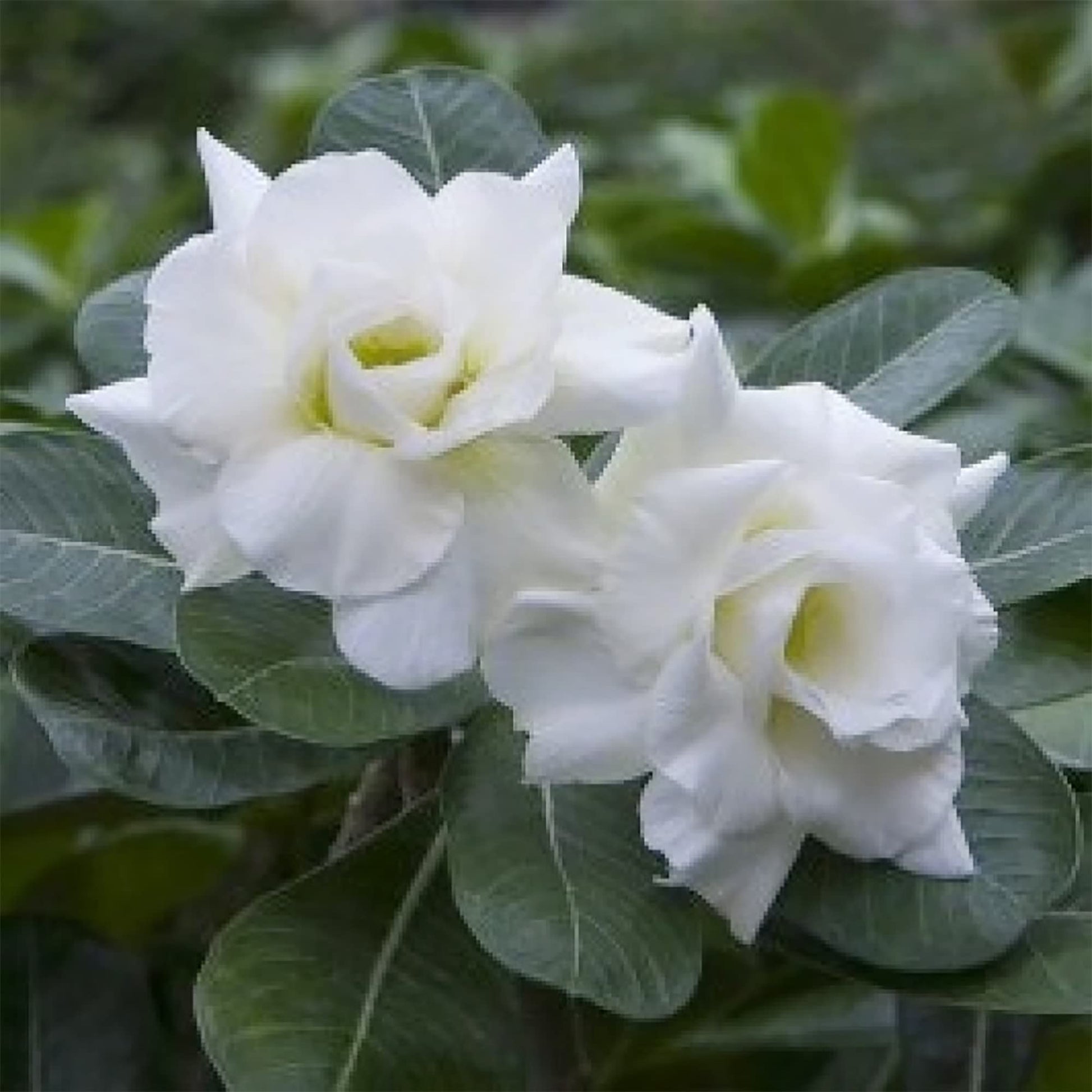 Weiß Wüstenrose Obesum Samen Blumensamen zur Aussaat Garten beliebt Traditionssorte & ohne Gentechnik Samen Hausgarten