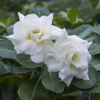 Weiß Wüstenrose Obesum Samen Blumensamen zur Aussaat Garten beliebt Traditionssorte & ohne Gentechnik Samen Hausgarten
