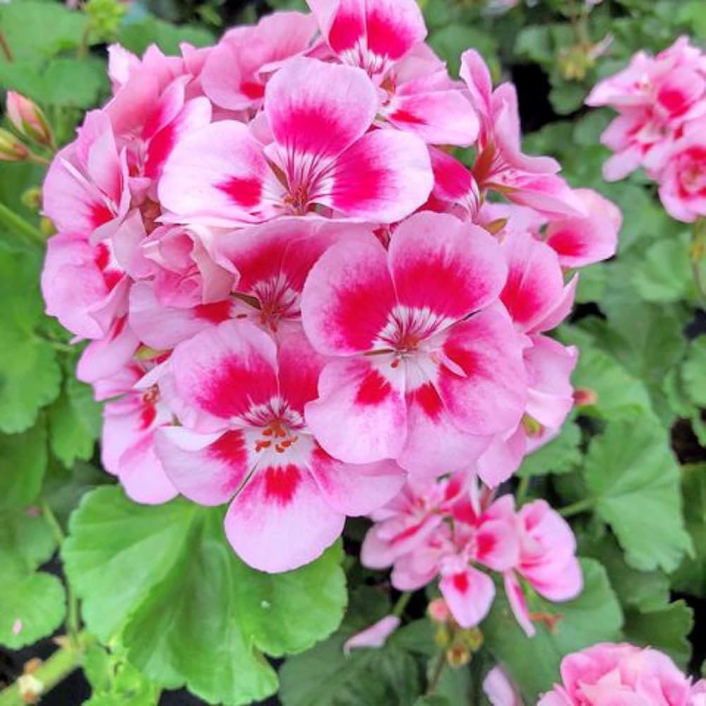 Geranie Blumensamen zur Aussaat – leuchtend Rosa Rot Einjährige für Ihren Garten