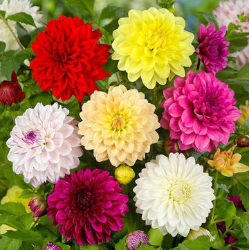 Weiß Grün Gemischt Dahlie Blumensamen zur Aussaat Drought verträglich Traditionssorte & ohne Gentechnik Samen Hausgarten