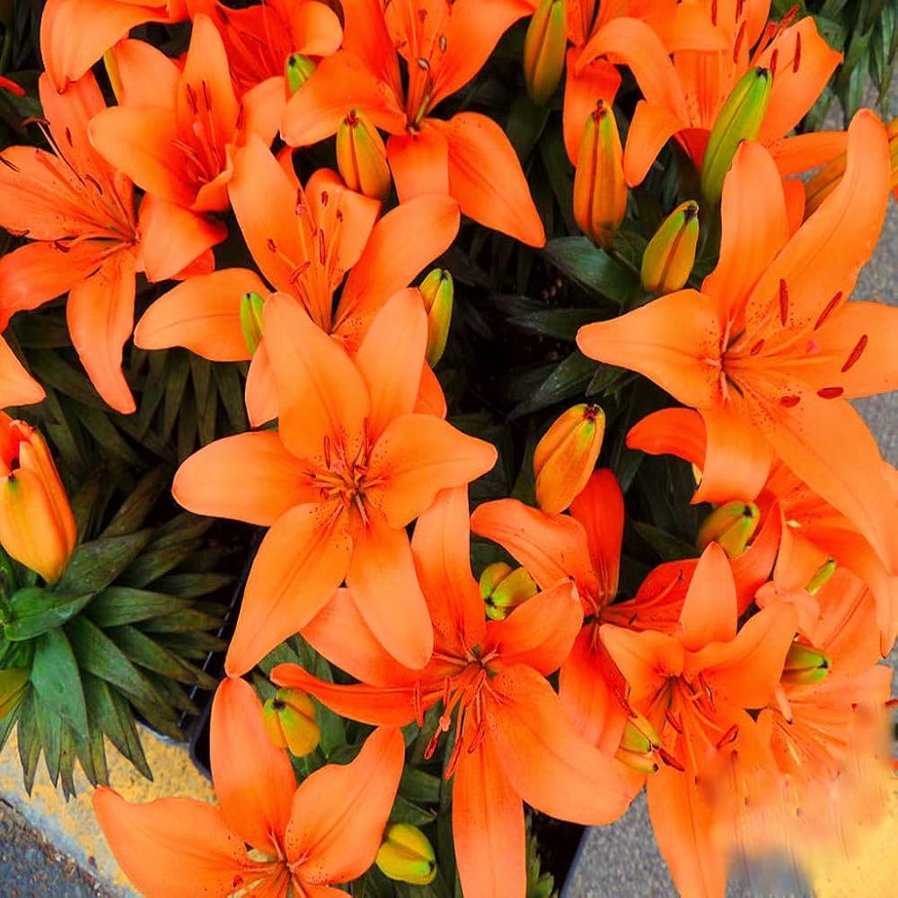Lilie Samen zur Aussaat Lilium spp. Blume beds und ornamental Gärten