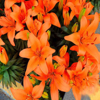 Lilie Samen zur Aussaat Lilium spp. Blume beds und ornamental Gärten