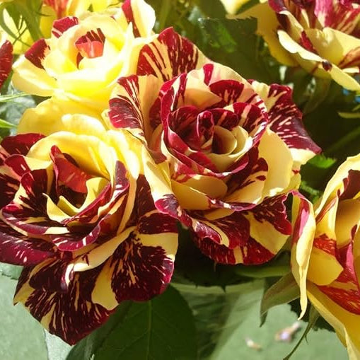 Rare dragon rose blume samen for anpflanzung - colorful display, heirloom & gmo free samen for home garten
 
 sale for anpflanzung in home garten