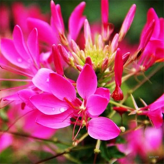 Cleome Queen Blumensamen leuchtend Cleome Blüten