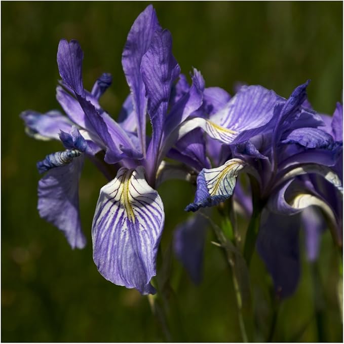 Iris iris spp for anpflanzung in blume bed