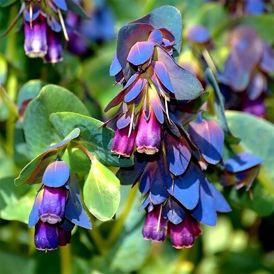 Shrimp Pflanze Justicia brandegeeana Samen zur Aussaat Blume Border und Balcony Garten