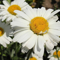 Gemalten daisy wild american butterfly blume samen