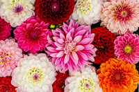 Gemischt Dahlie Dahlie spp Blumensamen zur Aussaat Blume Beet