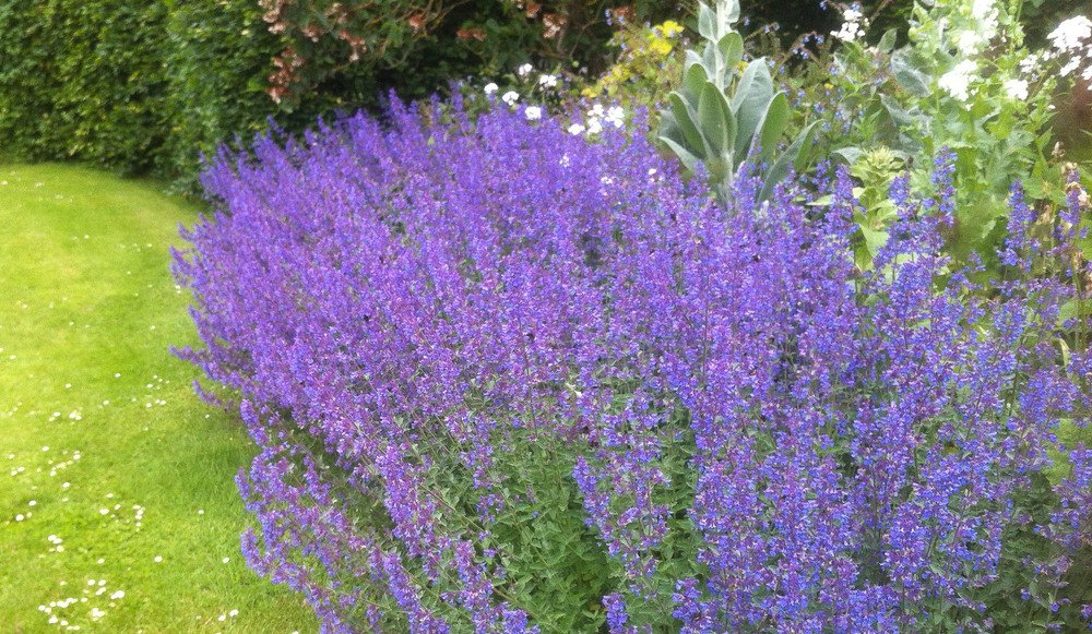 Nepeta Mussinii Blumensamen zur Aussaat robust Sorte Traditionssorte & ohne Gentechnik Samen Hausgarten