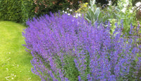 Nepeta Mussinii Blumensamen zur Aussaat robust Sorte Traditionssorte & ohne Gentechnik Samen Hausgarten