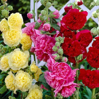Stockrose Blume Alcea rosea Samen zur Aussaat Blume Beet & Garten