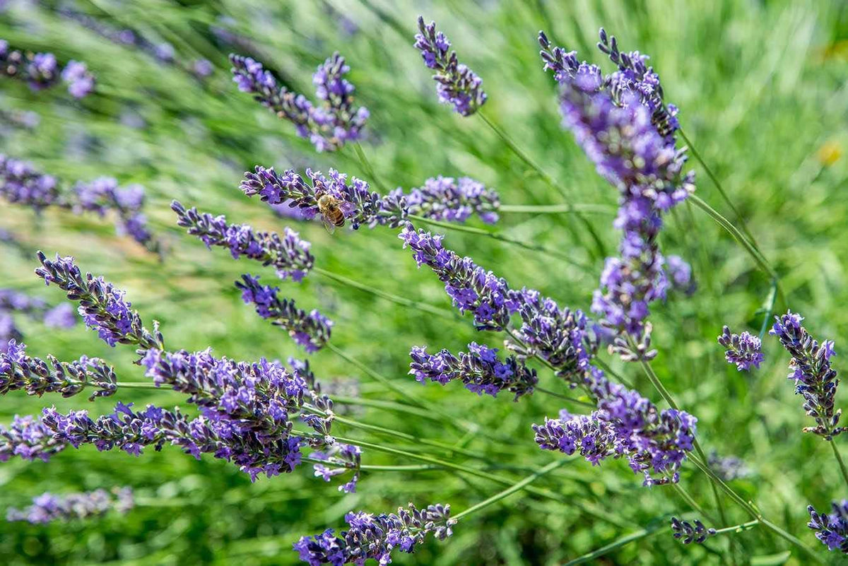 Lavender blau blume samen for anpflanzung - vibrant colors, heirloom & gmo free samen for home garten
 
 sale samen for anpflanzung in home garten