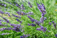 Lavender blau blume samen for anpflanzung - vibrant colors, heirloom & gmo free samen for home garten
 
 sale samen for anpflanzung in home garten