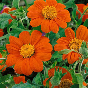 Orange tithonia speciosa blume samen for anpflanzung - perfect for borders, heirloom & gmo free samen for home garten
 
 sale samen for anpflanzung in home garten