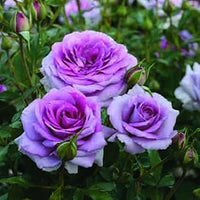 Climbing roses blume samen for anpflanzung easy to grow heirloom & gmo free samen for home garten 
 
 sale samen for home garten anpflanzung