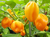 Jamaican Scotch Bonnet Pepper Samen zur Aussaat Hot Pepper Sorte