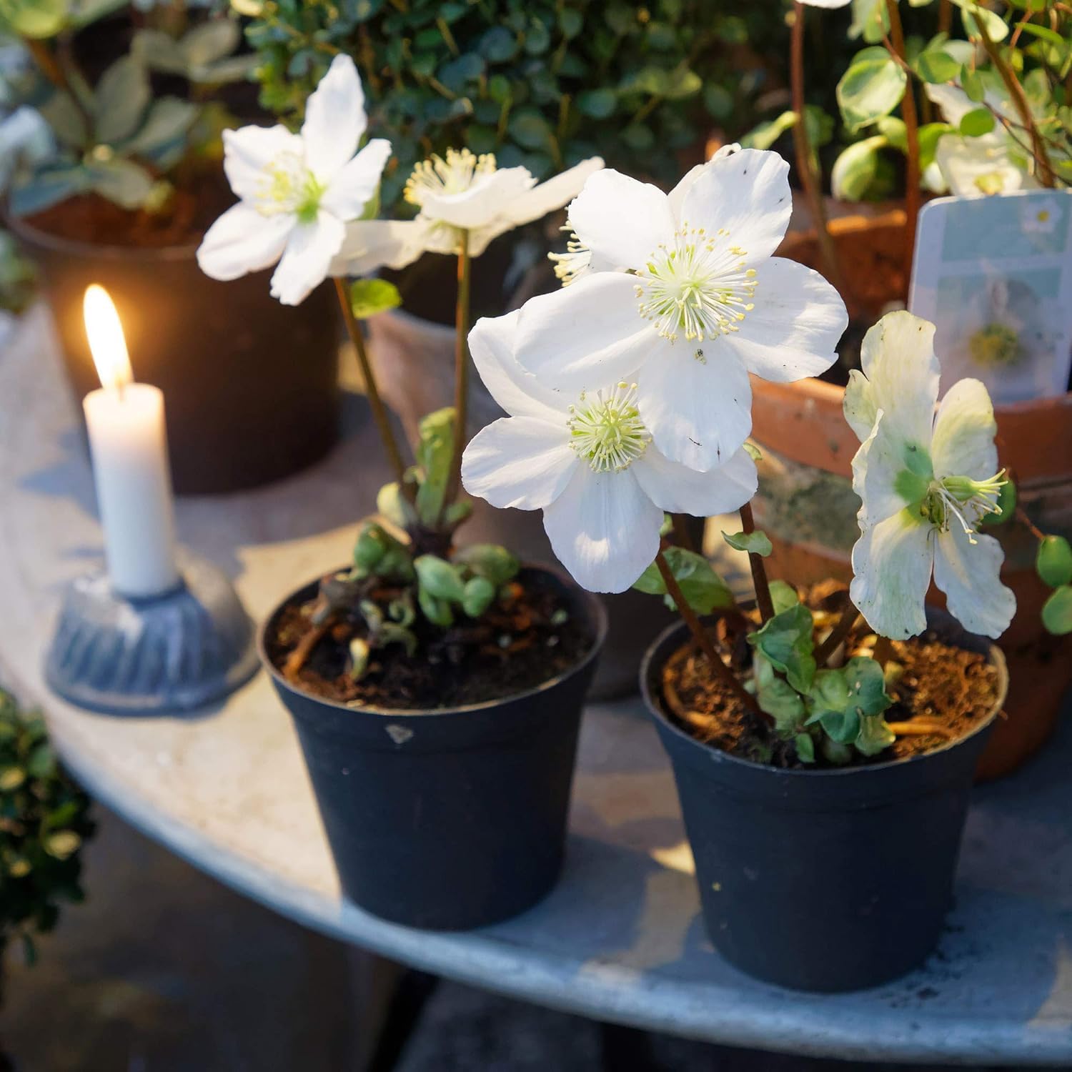 Helleborus Lenten Rose Blumensamen