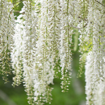 Weiß Blauregen Blumensamen zur Aussaat pflegeleicht Traditionssorte & ohne Gentechnik Samen Hausgarten