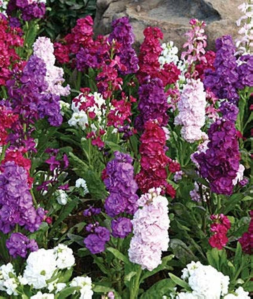 Imperial Blend Levkoje Stock Blumensamen