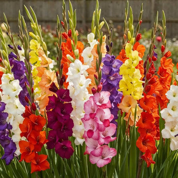mehrfarbig Gladiole Blumensamen zur Aussaat Anzucht Traditionssorte & ohne Gentechnik Samen Hausgarten