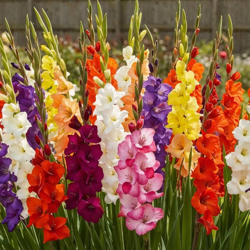 mehrfarbig Gladiole Blumensamen zur Aussaat Anzucht Traditionssorte & ohne Gentechnik Samen Hausgarten