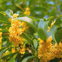 Osmanthus blume osmanthus fragrans samen for anpflanzung in scented garten