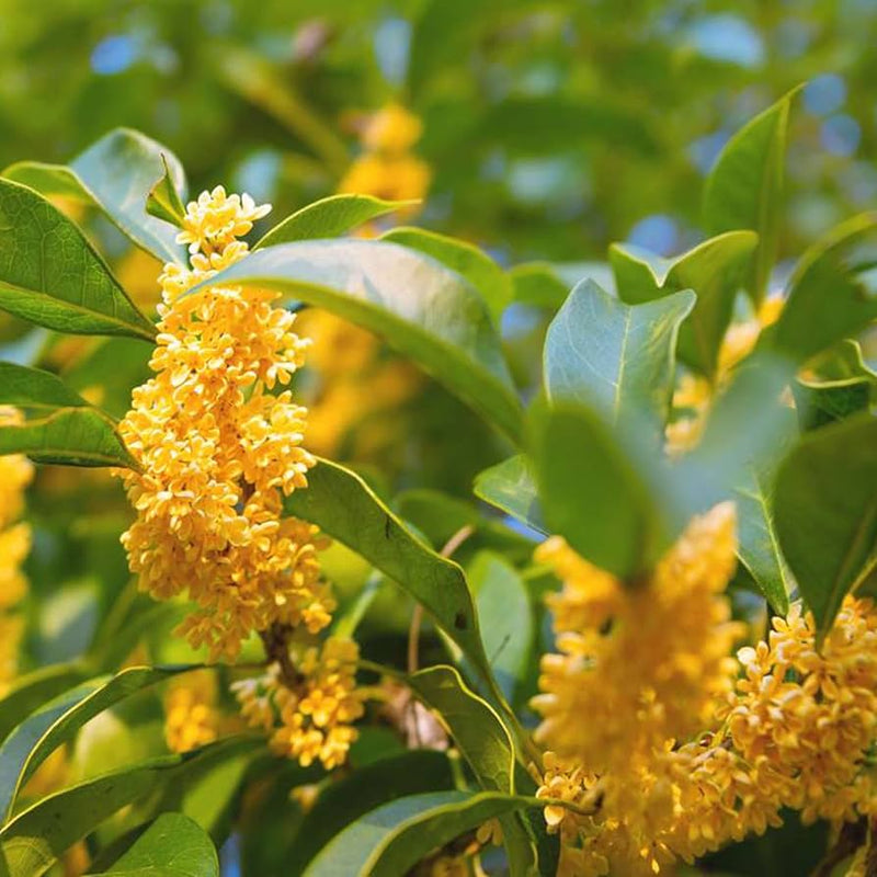 Osmanthus blume osmanthus fragrans samen for anpflanzung in scented garten