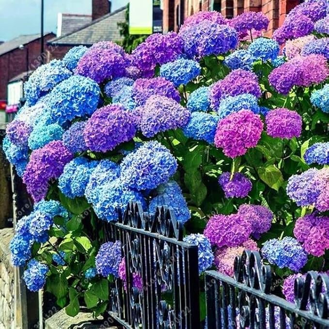 Blau & lila succulent blume samen for anpflanzung - easy grow garten