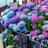 Blau & lila succulent blume samen for anpflanzung - easy grow garten