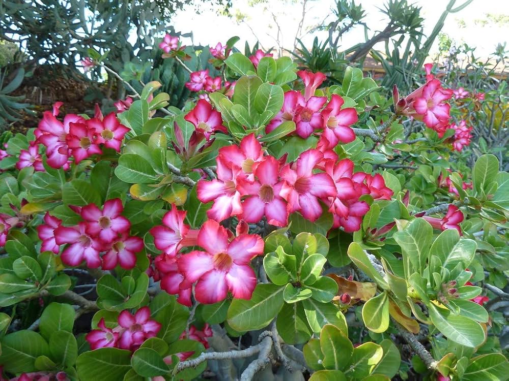 Wüstenrose Obesum Samen – robust Desert Rose für Ihren Garten or für Innenräume Pflanze Kollektion