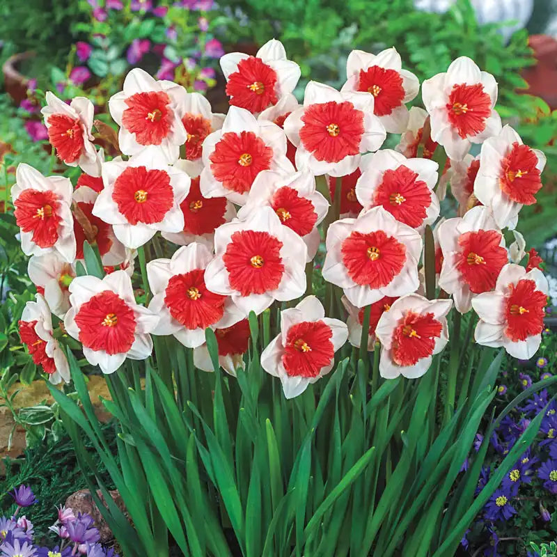 Narzisse Weiß Rot Samen zur Aussaat – elegant Blume Blüten