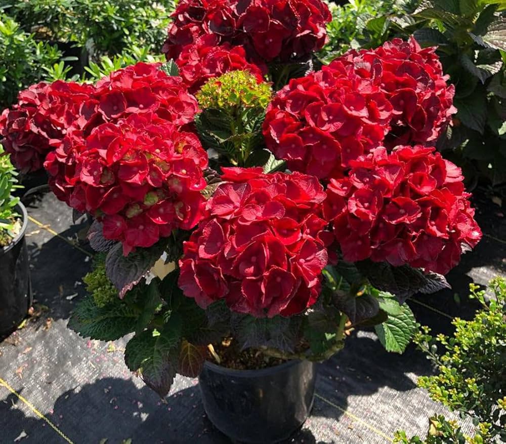Hortensie Tohum Garten Blume Pflanzen Samen